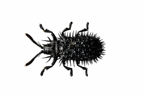 Bild eines stacheligen Käfers